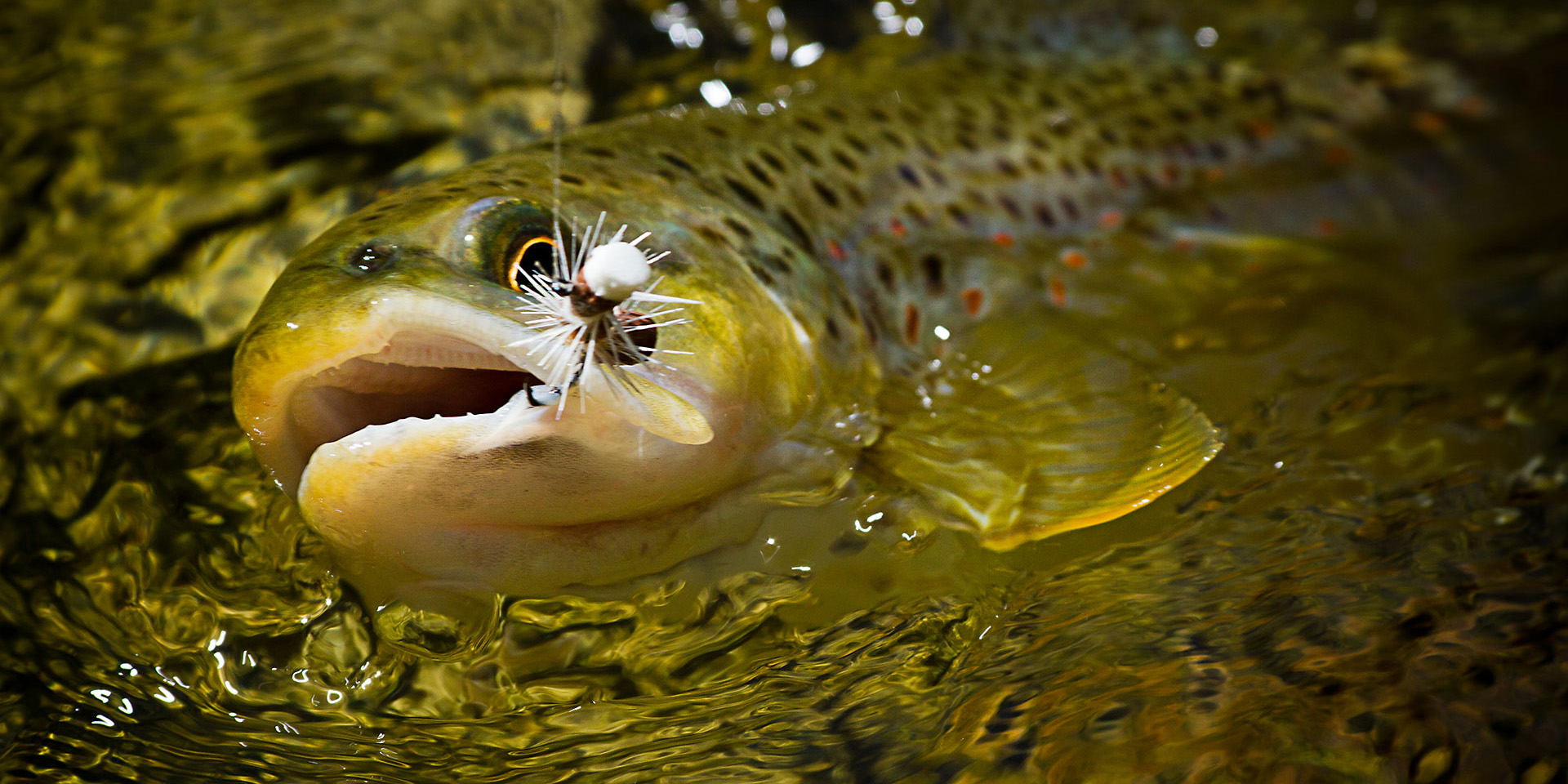 FLY FISHING FLIES