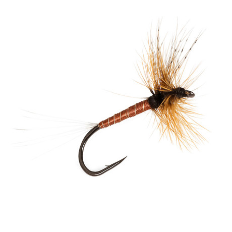 Brown Mayfly